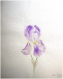 85_irises_05